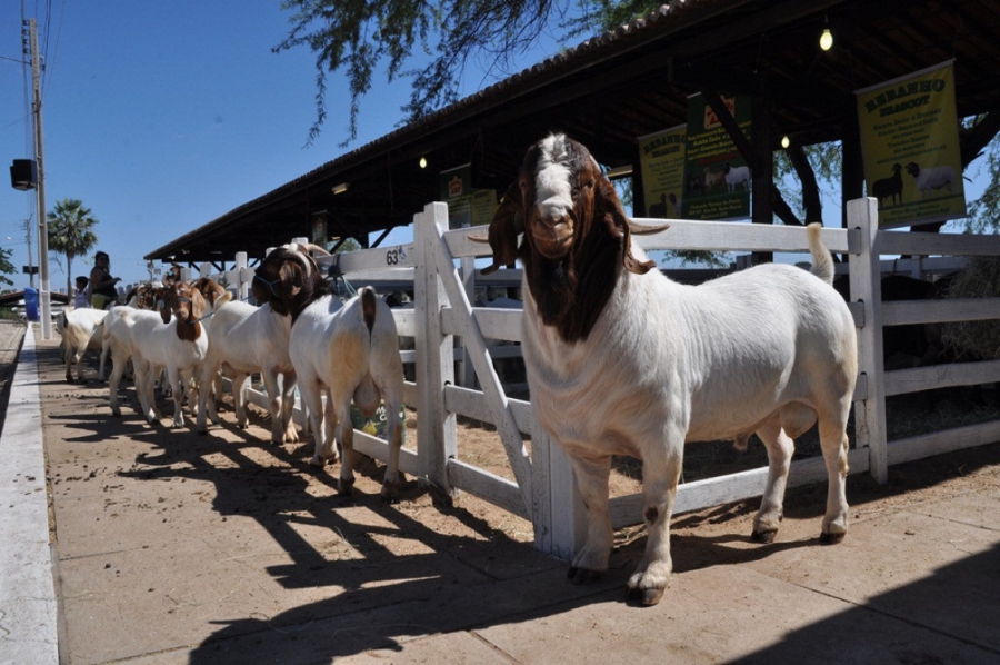 Festa do Bode 2018 será realizada em setembro em Mossoró