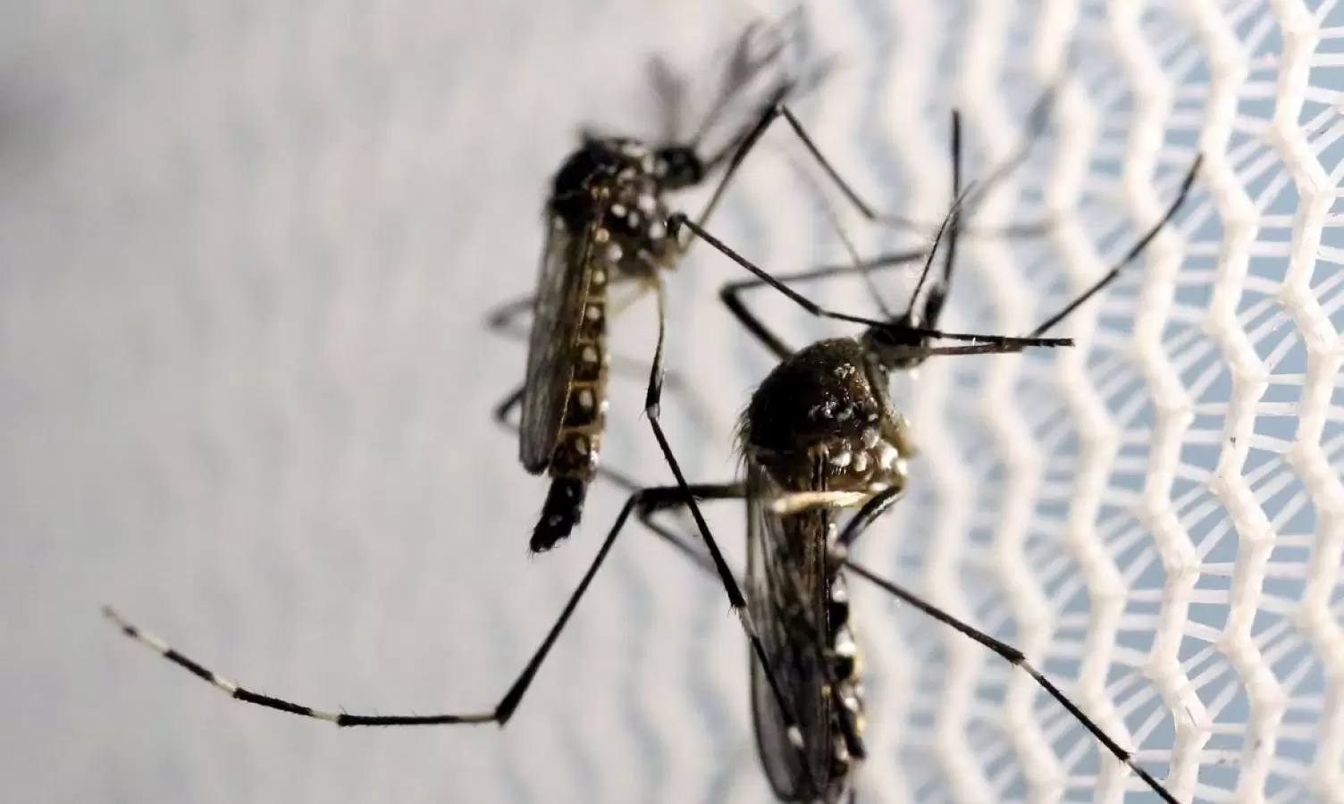 RN tem mais de 23 mil casos prováveis de dengue