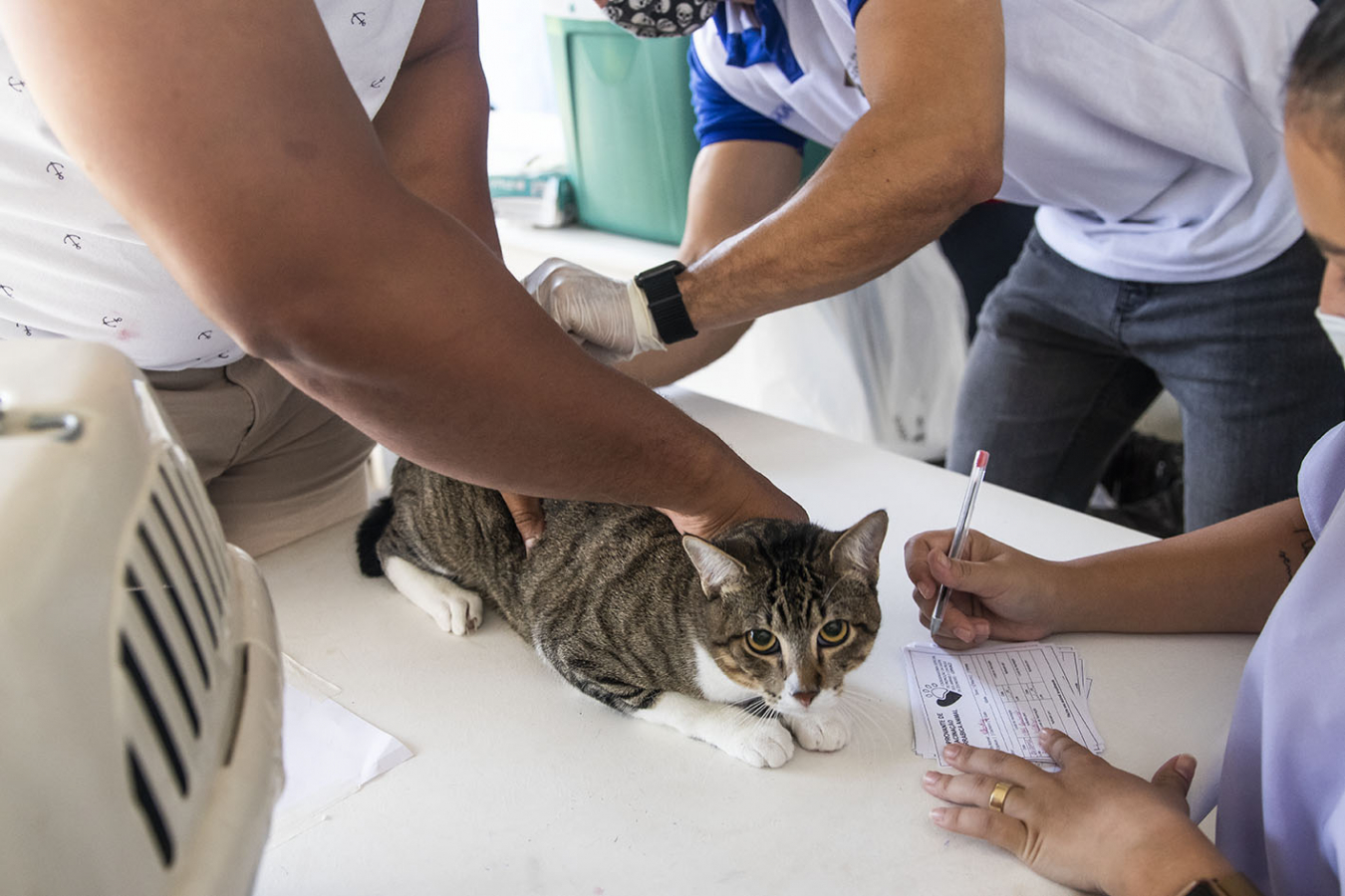 Mossoró inicia vacinação antirrábica em cães e gatos
