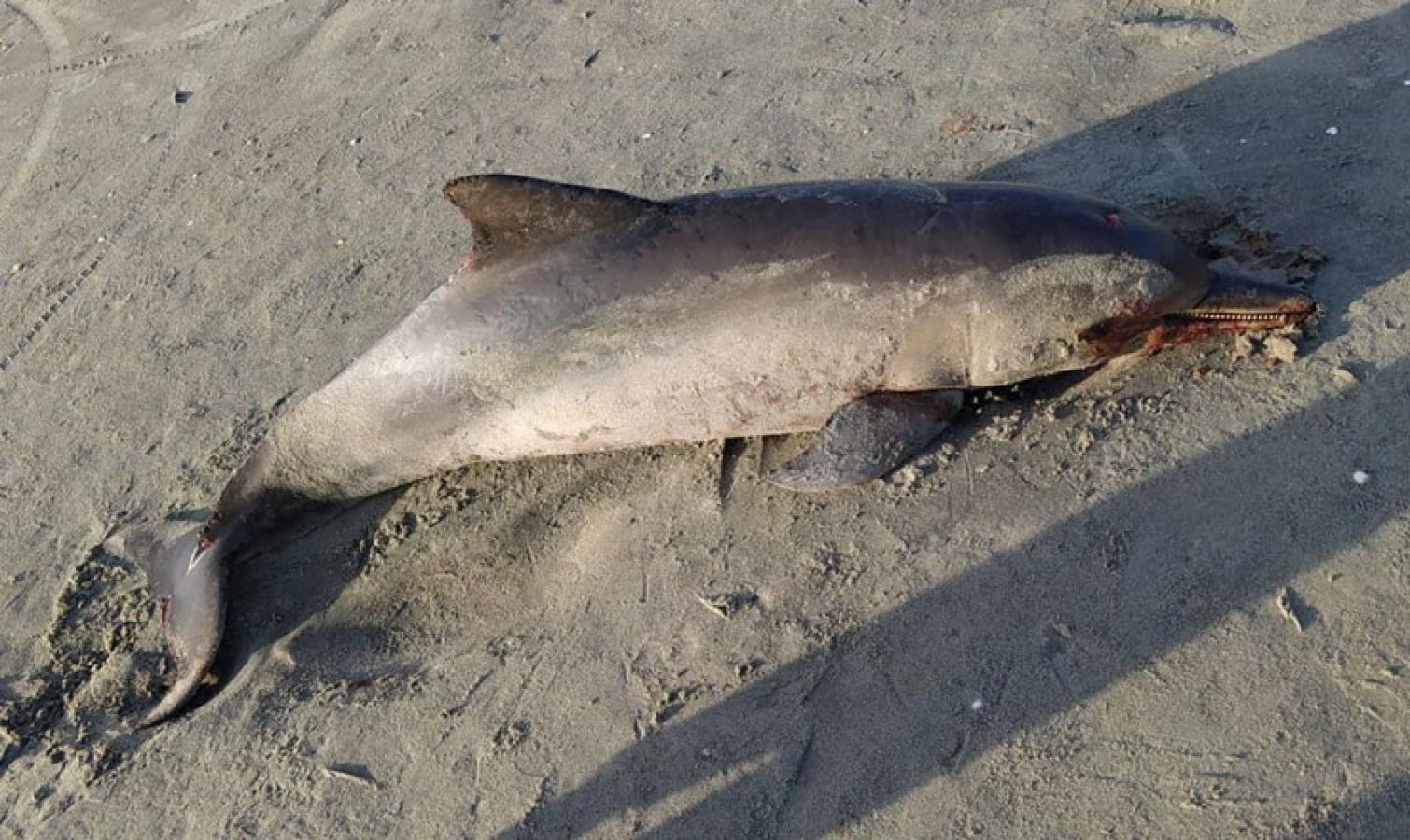 [VÍDEO] Golfinho é encontrado morto encalhado em praia de Grossos