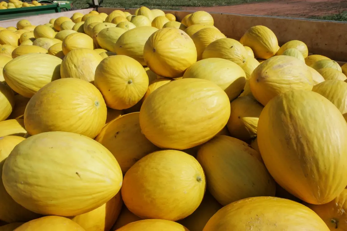Exportação de melão para China deve gerar novos empregos em Mossoró