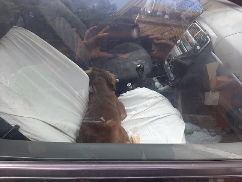 Cachorro deixado preso dentro de carro é resgatado em Mossoró