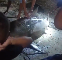 Pescadores capturam tubarão em município do RN; veja vídeo