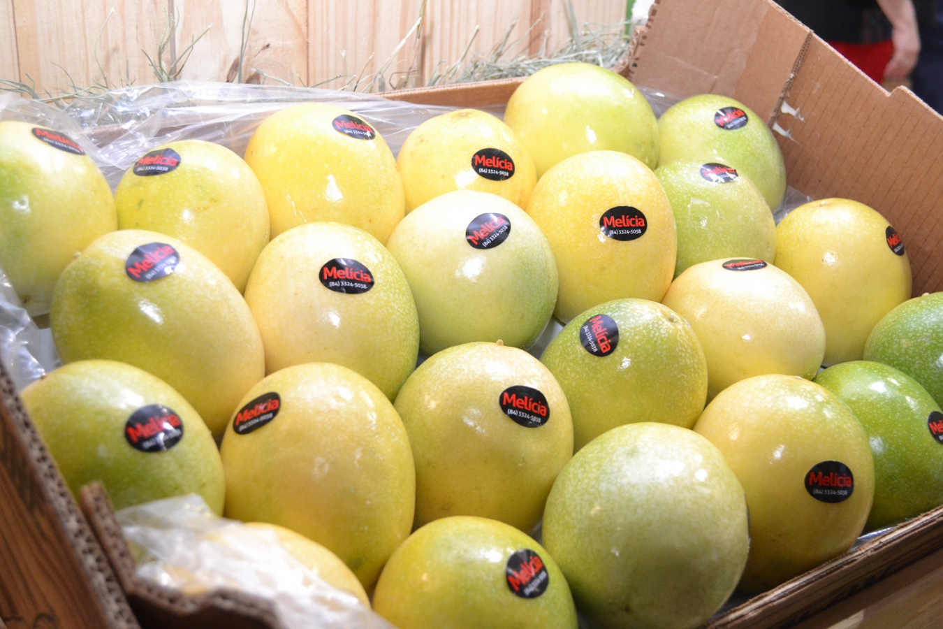 Foto: Robson Carvalho