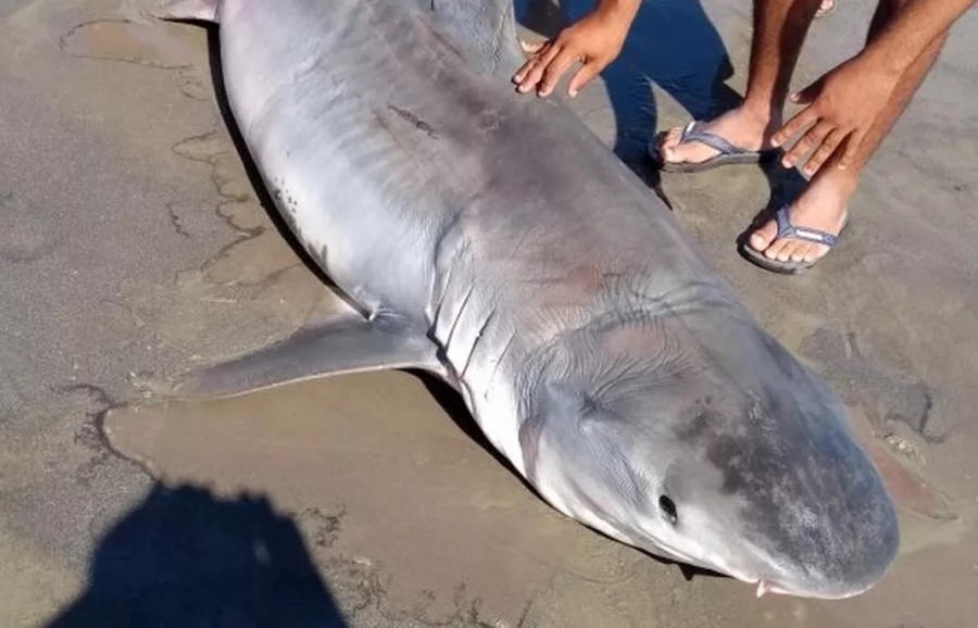Tubarão-tigre de 3 metros é encontrado na praia de Ponta do Mel