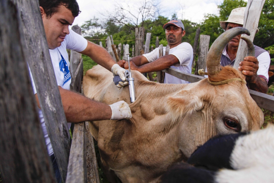 Segunda etapa da vacinação contra Aftosa é lançada em Mossoró