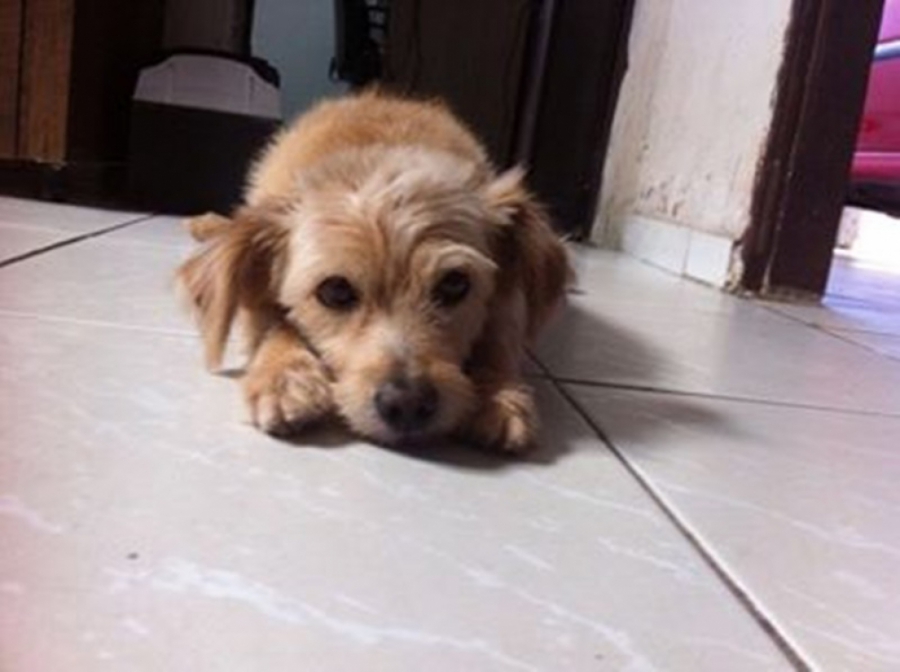 Família procura por cachorro desaparecido em Tibau