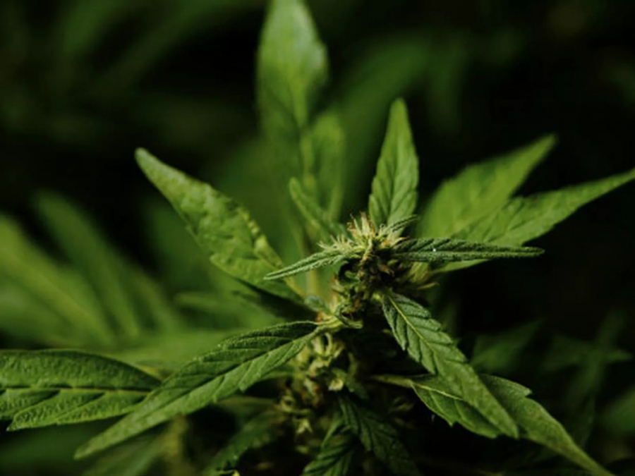 Juiz federal do RN libera importação de sementes para cultivo de cannabis