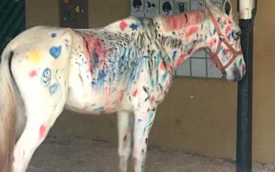 Crianças pintam e rabiscam cavalo em colônia de férias em Brasília