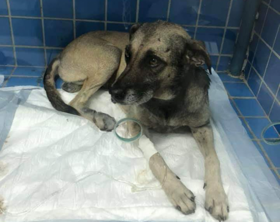 Cachorro sobrevive após ser amarrado e arrastado por moto em Apodi